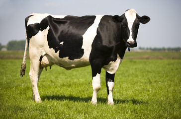 Vache hollandaise