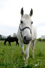 White horse in grass field walking towards camera