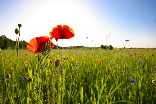 Mohnblumen auf Sommerwiese