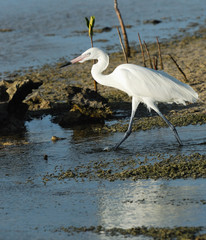 Great White Egret