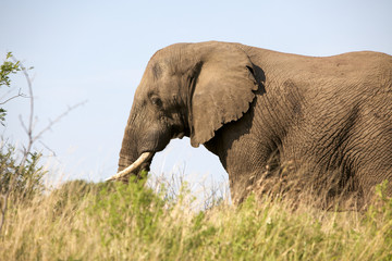Elefant