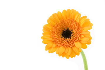 Orange Gerber isolated on white background