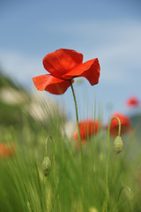 Obraz premium coquelicot