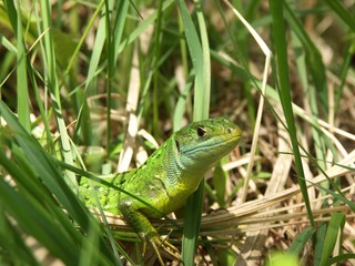 lézard vert