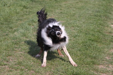 Fototapeta premium Border Collie