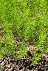 Ackerschachtelhalm - field horsetail 04