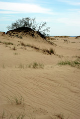 Fototapeta na wymiar Dune landscape in Kursiu Nerija National Park, Lithuania