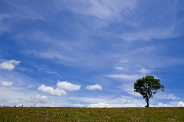 Fototapeta na wymiar Tree in field of national park, Thailand