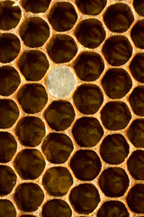 Hexagonal honeycomb structure