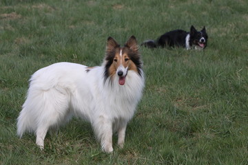 Langhaar Collie