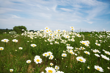 Summer meadow