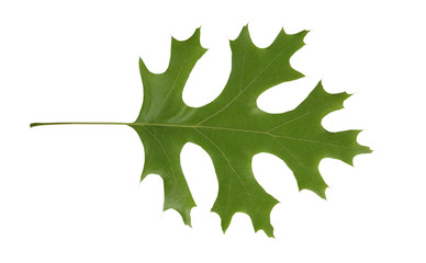 Red Oak leaf isolated, Quercus rubra © Dave Willman
