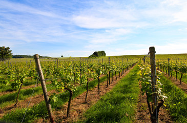 Fototapeta na wymiar german vineyard near the rhein river