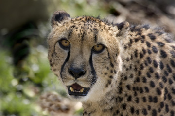 Cheetah