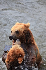 Obraz premium kämpfende Kodiakbären