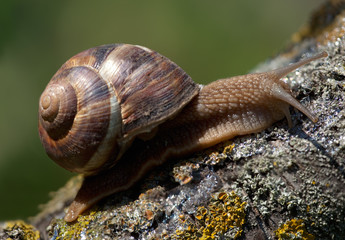 Snail