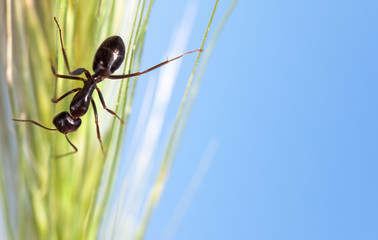 Ant