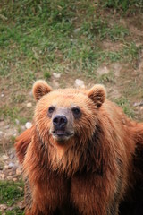Obraz premium Kodiakbär