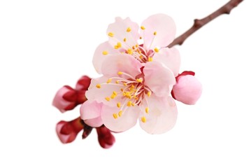 Apricot Flowers Isolated on White