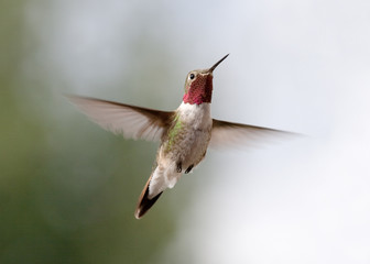 ruby red throat hummingbird