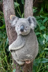 Papier Peint photo autocollant Koala koala vous regarde directement