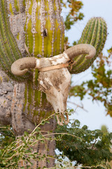 cow skull and cactus