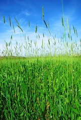 Obraz premium green grass against cloudy sky background