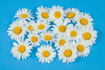 Sparse white chamomiles on a blue background