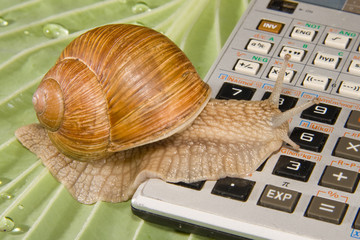 Mathematik Schnecke
