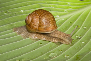 Weinbergschnecke auf nassem Blatt