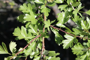 Feuilles d'aubépine