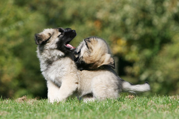 deux chiots berger yougoslave jouant dans le jardin