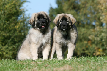 deux chiots berger yougoslave assis cote à cote dans le jardin