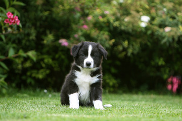 pose assise pour le chiot border collie dans le jardin