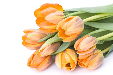 Obraz premium fresh tulips