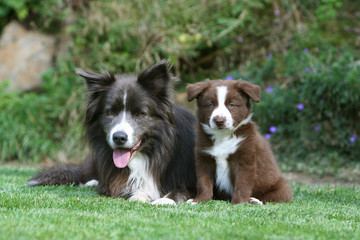 border collie adulte allongé avec son chiot dans le jardin