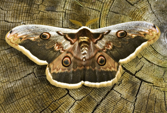 great peacock moth / Saturnia pyri