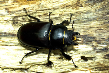stag beetle, female / Lucanus cervus