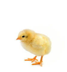 chick on white