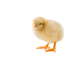 chick on white