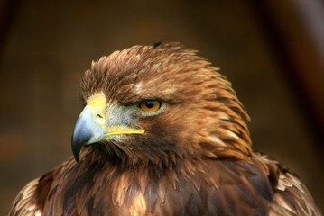 rapace