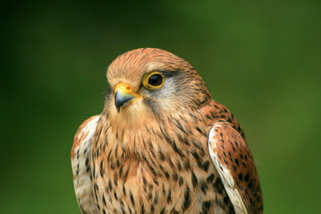 rapace