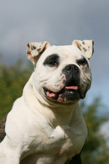 portrait du grand bouledogue americain en campagne