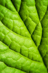 Green leaf texture