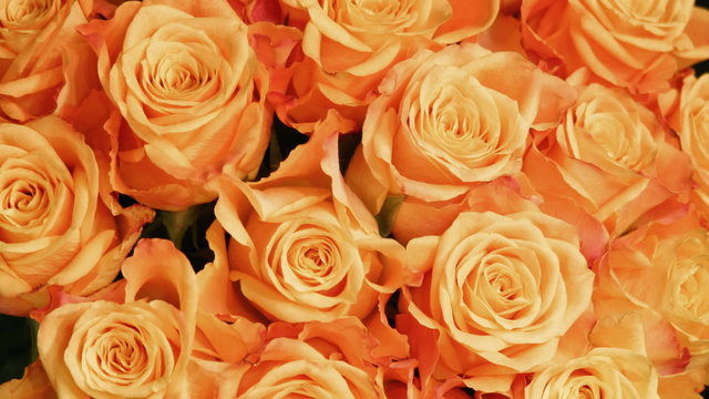 Orange Rosen in Zeitraffer