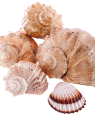 Seashells
