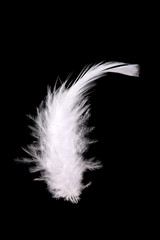 feather