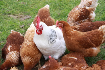 Hen Pecked (1)