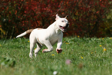 bouledogue am&eacute;ricain courant dans le jardin au printemps
