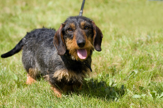 wirehaired dachshund